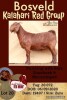 1X KALAHARI RED OOI/EWE STUD JOHN BOTES BOERDERY