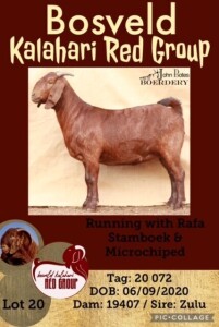 1X KALAHARI RED OOI/EWE STUD JOHN BOTES BOERDERY