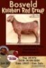 1X KALAHARI RED OOI/EWE STUD JOHN BOTES BOERDERY