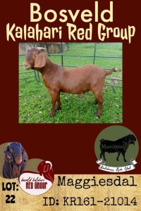 1X KALAHARI RED OOI/EWE FLOCK MAGGIESDAL