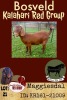 1X KALAHARI RED OOI/EWE POTENTIAL STUD MAGGIESDAL