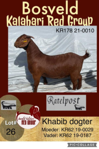 1X KALAHARI RED POTENTAIL STUD OOI/EWE RATELPOST