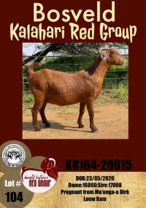 1X KALAHARI RED OOI/EWE FLOCK MYL 50