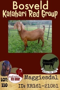 1X KALAHARI RED OOI/EWE POTENTIAL STUD MAGGIESDAL