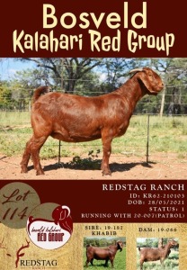 1X KALAHARI RED OOI/EWE POTENTIAL STUD REDSTAG RANCH