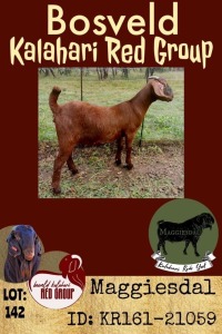 1X KALAHARI RED OOI/EWE FLOCK MAGGIESDAL