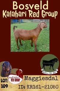 WITHDRAW - 1X KALAHARI RED LMB OOI/EWE MAGGIESDAL