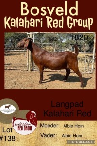 1X KALAHARI RED OOI/EWE FLOCK LANGPAD KALAHARI RED