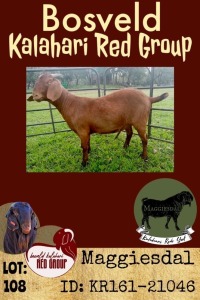 1X KALAHARI RED OOI/EWE FLOCK MAGGIESDAL