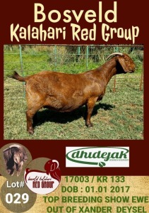 1X KALAHARI RED OOI/EWE FLOCK ON COLOUR DHIDEJAK BOERBOK BOERDERY