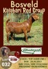 1X KALAHARI RED OOI/EWE STUD DHIDEJAK BOERBOK BOERDERY