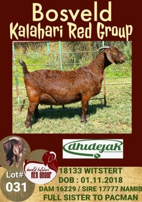 1X KALAHARI RED OOI/EWE STUD DHIDEJAK BOERBOK BOERDERY