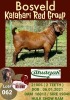 1X KALAHARI RED RAM FLOCK DHIDEJAK BOERBOK BOERDERY