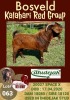 1X KALAHARI RED RAM STUD DHIDEJAK BOERBOK BOERDERY