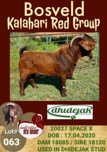 1X KALAHARI RED RAM STUD DHIDEJAK BOERBOK BOERDERY