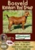 1X KALAHARI RED OOI/EWE POTENTIAL STUD DHIDEJAK BOERBOK BOERDERY
