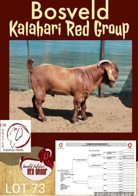WITHDRAW - 1X KALAHARI RED RAM CW DREYER KALAHARI REDS