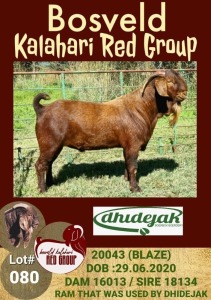 1X KALAHARI RED RAM STUD DHIDEJAK BOERBOK BOERDERY