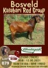 1X KALAHARI RED RAM FLOCK DHIDEJAK BOERBOK BOERDERY