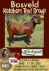 1X KALAHARI RED RAM FLOCK DHIDEJAK BOERBOK BOERDERY