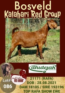 1X KALAHARI RED OOI/EWE POTENTIAL STUD DHIDEJAK BOERBOK BOERDERY