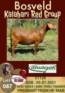 1X KALAHARI RED OOI/EWE POTENTIAL STUD DHIDEJAK BOERBOK BOERDERY