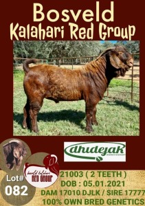 1X KALAHARI RED RAM FLOCK DHIDEJAK BOERBOK BOERDERY