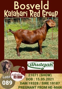 1X KALAHARI RED OOI/EWE POTENTIAL STUD DHIDEJAK BOERBOK BOERDERY