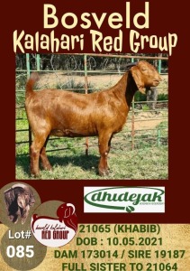 1X KALAHARI RED OOI/EWE POTENTIAL STUD DHIDEJAK BOERBOK BOERDERY