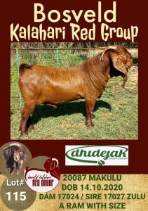 1X KALAHARI RED RAM STUD DHIDEJAK BOERBOK BOERDERY