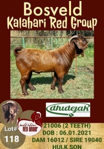 1X KALAHARI RED RAM FLOCK DHIDEJAK BOERBOK BOERDERY