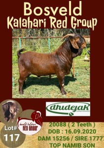 1X KALAHARI RED RAM FLOCK DHIDEJAK BOERBOK BOERDERY