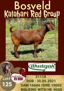 1X KALAHARI RED OOI/EWE FLOCK DHIDEJAK BOERBOK BOERDERY