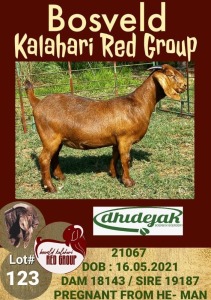 WITHDRAW - 1X KALAHARI RED OOI/EWE DHIDEJAK BOERBOK BOERDERY