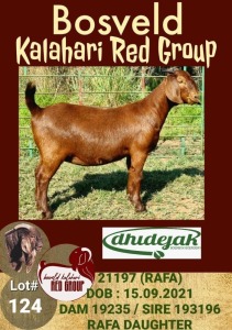 1X KALAHARI RED OOI/EWE POTENTIAL STUD DHIDEJAK BOERBOK BOERDERY