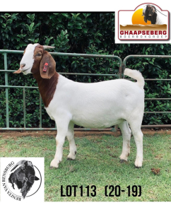 LOT 113 1X KOMMERSIELE OOI/COMMERCIAL EWE BOERBOK BENITA VAN RENSBURG BOERBOKKE