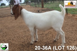 LOT 126 1X KOMMERSIELE OOI/COMMERCIAL EWE BOERBOK TSEPAMO & CO LTD