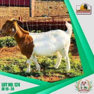 LOT 124 1X KOMMERSIELE OOI/COMMERCIAL EWE BOERBOK JANTJIES BOERDERY PTY LTD