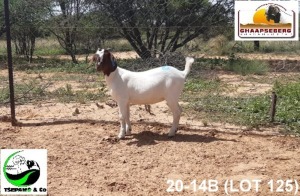 LOT 125 1X KOMMERSIELE OOI/COMMERCIAL EWE BOERBOK TSEPAMO & CO LTD