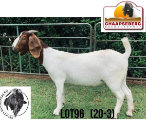 LOT 96 1X KOMMERSIELE OOI/COMMERCIAL EWE BOERBOK BENITA VAN RENSBURG BOERBOKKE