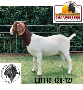 LOT 112 1X KOMMERSIELE OOI/COMMERCIAL EWE BOERBOK BENITA VAN RENSBURG BOERBOKKE