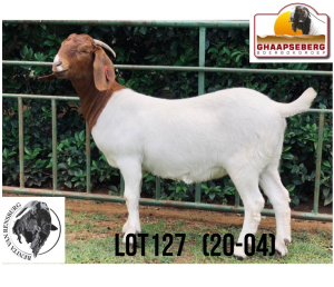 LOT 127 1X KOMMERSIELE OOI/COMMERCIAL EWE BOERBOK BENITA VAN RENSBURG BOERBOKKE