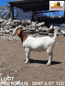 LOT 122 1X KOMMERSIELE OOI/COMMERCIAL EWE BOERBOK LOOD PRETORIUS BOERBOKKE