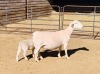 1+1X WHITE DORPER OOI/EWE STUD KOWIE DE WITT & SEUN WIT DORPERS