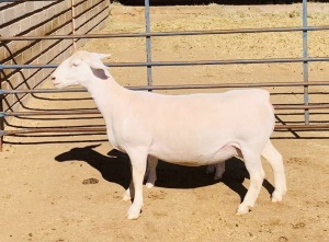 1+1X WHITE DORPER OOI/EWE KOWIE DE WITT & SEUN WIT DORPERS T5