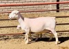 1+1X WHITE DORPER OOI/EWE KOWIE DE WITT & SEUN WIT DORPERS STUD