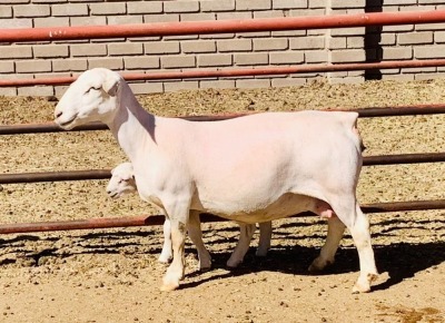 1+1X WHITE DORPER OOI/EWE KOWIE DE WITT & SEUN WIT DORPERS STUD