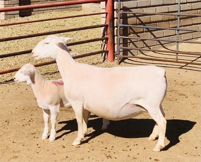 1+1X WHITE DORPER OOI/EWE KOWIE DE WITT & SEUN WIT DORPERS FLOCK