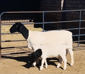 1+1X DORPER OOI/EWE KOWIE DE WITT DORPERS STUD