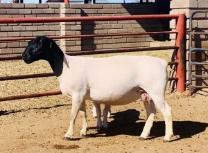 1+1X DORPER OOI/EWE KOWIE DE WITT DORPERS STUD